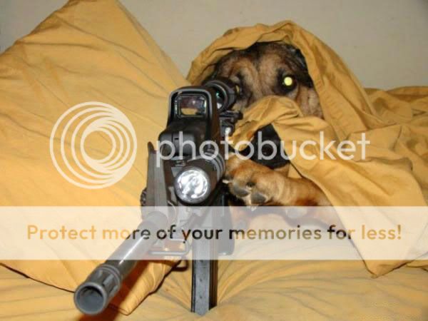 Funny-Armed-Animals-Armed-and-Sleeping.jpg