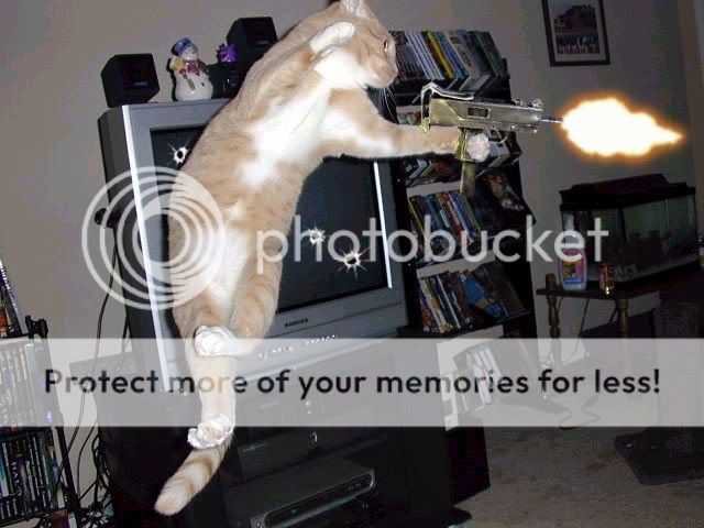 Funny-Armed-Animals-Deadly-Cat.jpg