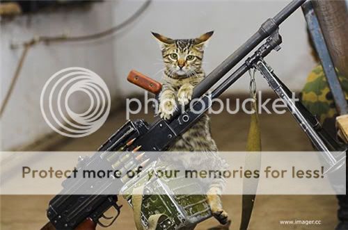 Funny-Armed-Animals-Terrorist-Cat.jpg