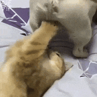 200.gif
