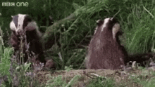 animals-nature.gif