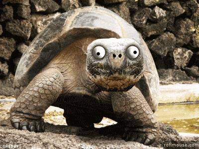 C1D05114-E5F8-43F1-B8D0-7274040079C3.gif