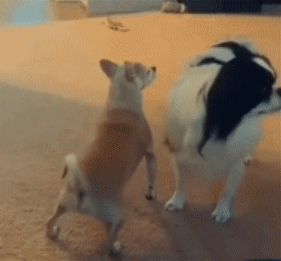dog-humping.gif