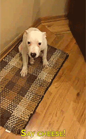 dog smiling.gif