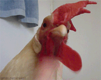 e2d35d4959576977770acc52f174cb17_w200.gif