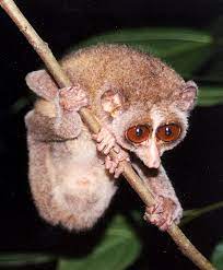 loris.jpg