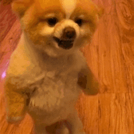penis3.gif