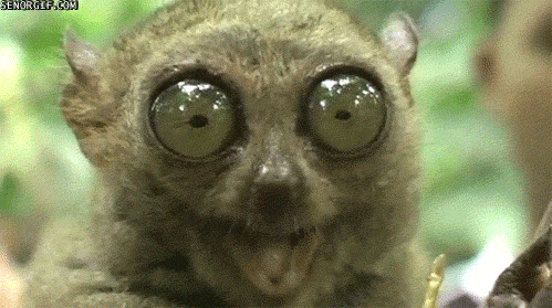 popcorn lemur.gif
