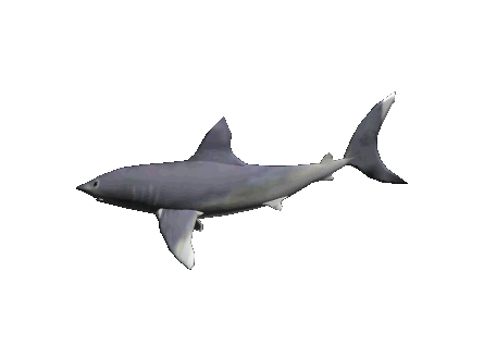 shark.gif