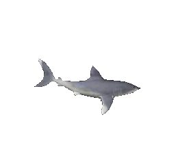 shark2.gif
