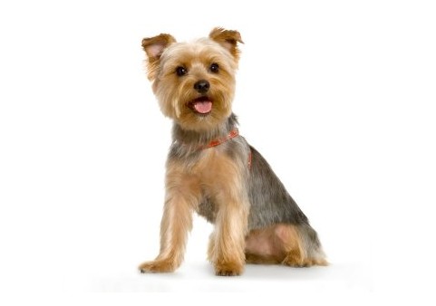 yorkshire-terrier-06.jpg