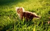 Pussy-Cat-1920x1200.jpg