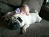 pets3.jpg