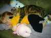 pets6.jpg