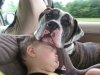 pets10.jpg