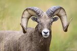 more ram.jpg