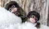 finger-monkeys-013_1.jpg