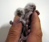 finger-monkeys-010.jpg