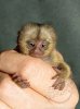 finger-monkeys-015.jpg