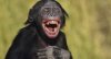 laughin ape.jpg