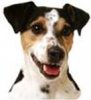 dogss.jpg dogss.jpg