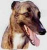 dogss1.jpg dogss1.jpg