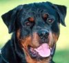 dogss4.jpg dogss4.jpg