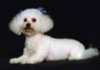 dogss7.jpg dogss7.jpg