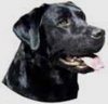 dogss6.jpg dogss6.jpg