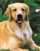 doggs.jpg doggs.jpg