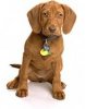 dogss8.jpg dogss8.jpg