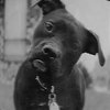 dogss10.jpg dogss10.jpg