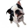dogss5.jpg dogss5.jpg