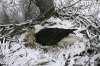 EagleSnow.jpg