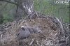 EaglesHomeAlone.jpg