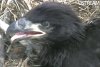 EagleChickCloseUp.jpg