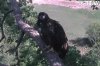 EagleBranchOut.jpg
