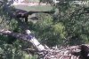 Eaglereadytofly.jpg