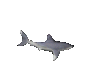 shark2.gif