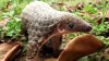 A pangolin yesterday.jpg