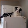 dog on fridge.jpg