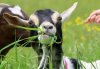 A goat yesterday.jpg