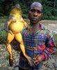 AfricanGoliathFrog_zps2f0bc003.jpg AfricanGoliathFrog_zps2f0bc003.jpg