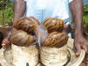 AfricanGiantSnail_zps3526578e.jpg AfricanGiantSnail_zps3526578e.jpg