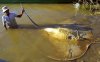 GiantFreshwaterStingray_zpsa2e4d541.jpg GiantFreshwaterStingray_zpsa2e4d541.jpg