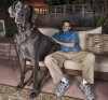 GiantGreatDane_zps456fc990.jpg GiantGreatDane_zps456fc990.jpg