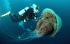 NomurasJellyfish_zpsec59a4f2.jpg