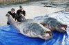 MekongCatfish_zps85439353.jpg MekongCatfish_zps85439353.jpg
