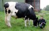 TriggertheCow_zps5874cfdd.jpg TriggertheCow_zps5874cfdd.jpg