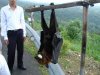 BismarckFlyingFox_zpsac614baa.jpg